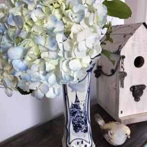 Meet your Posher, Lucianne